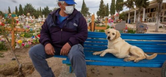 Cão que nunca saiu do cemitério depois que seu tutor faleceu agora conforta as pessoas