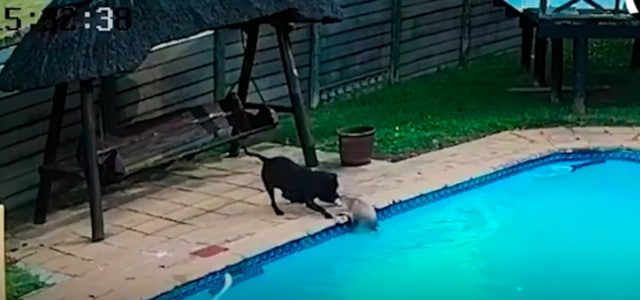 Cão se torna um herói ao salvar seu melhor amigo, depois de vê-lo cair na piscina