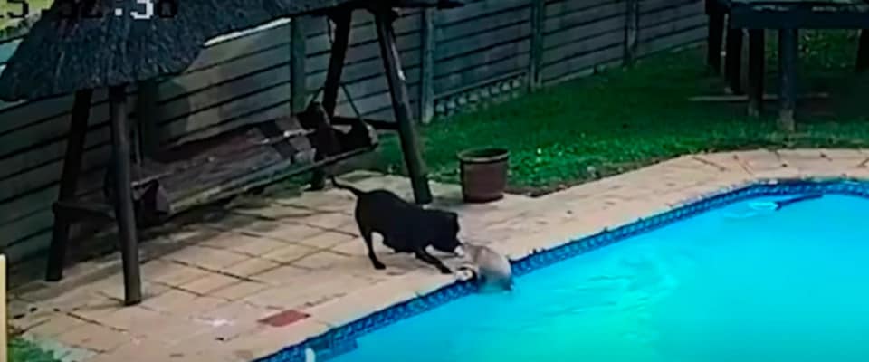 Cão se torna um herói ao salvar seu melhor amigo, depois de vê-lo cair na piscina