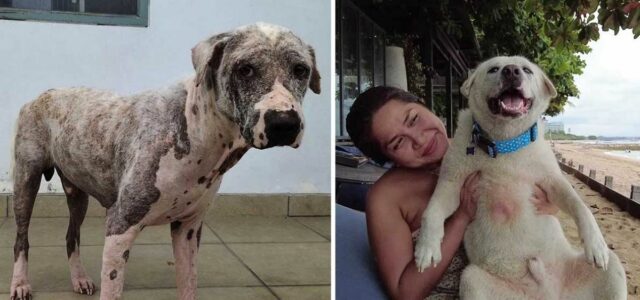 Cão sem pelos encontrado em um posto de gasolina é resgatado