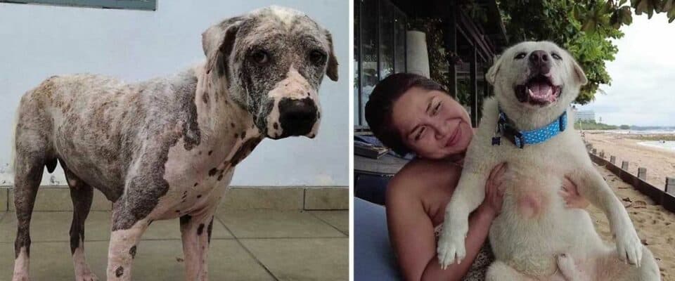Cão sem pelos encontrado em um posto de gasolina é resgatado