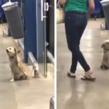 Cãozinho adorável levanta a pata para dar tchau para clientes