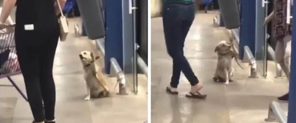 Cãozinho adorável levanta a pata para dar tchau para clientes