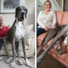 Dogue Alemão chega a 2,24 metros e é o cachorro mais alto do mundo