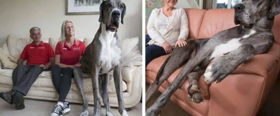 Dogue Alemão chega a 2,24 metros e é o cachorro mais alto do mundo
