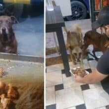 Dono de restaurante dá comida todos os dias para cães de rua que o visitam