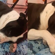 Cão usado para brigas de rua é resgatado, ele chora quando ganha a sua própria cama