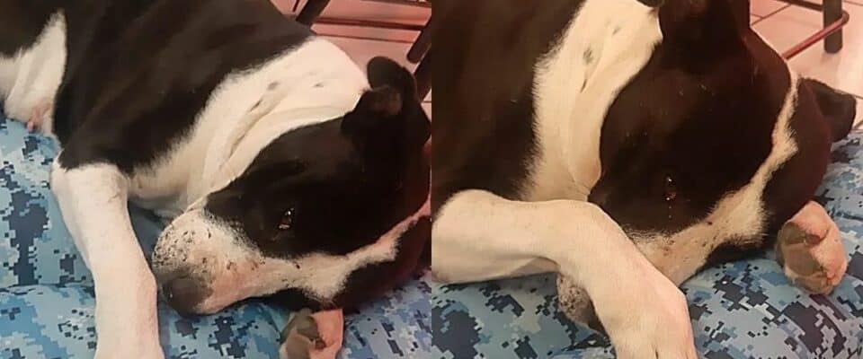 Cão usado para brigas de rua é resgatado, ele chora quando ganha a sua própria cama