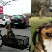 Entregador modifica sua bicicleta para sempre carregar o cachorro que salvou da rua
