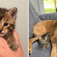 Gatinho decide ser criado por um cachorro após ser resgatado