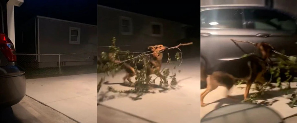 Homem filma seu cão saindo para passear e voltando com um enorme galho de árvore