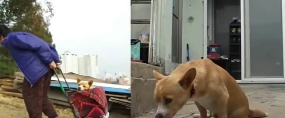 Idosa resgata cachorro paralisado abandonado em um depósito de lixo
