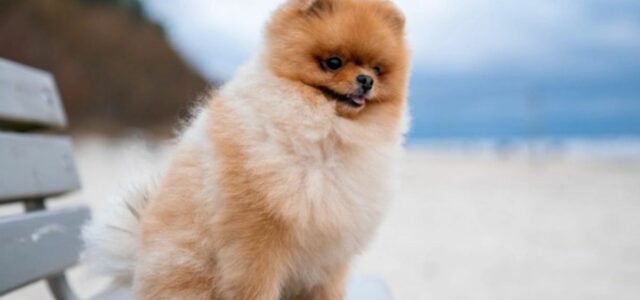 Lulu da Pomerânia confira informações desse cãozinho fofo