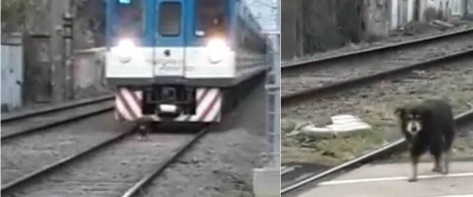 Motorista diminui a velocidade do trem para evitar atropelar um cachorro que estava andando nos trilhos