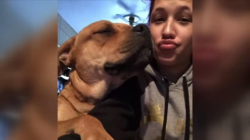 Uma mulher encontrou o seu cão perdido há 2 anos em abrigo