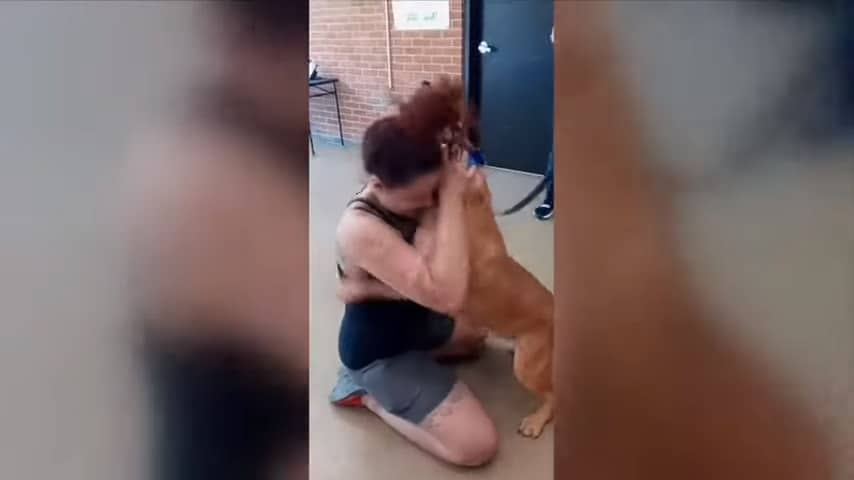 Cachorro é encontrado por sua tutora depois de 2 anos em abrigo