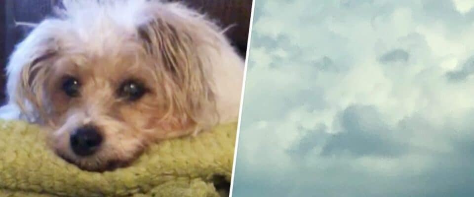 Mulher olha para o céu e vê imagem de seu cão nas nuvens