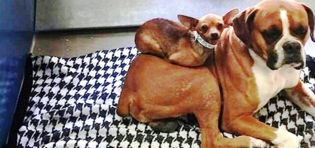 Ninguém queria adotar cães unidos, mas uma foto atraiu a atenção das pessoas