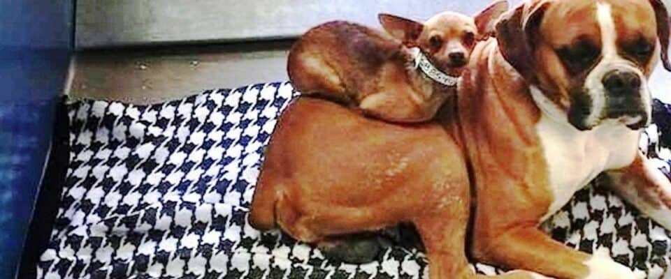Ninguém queria adotar cães unidos, mas uma foto atraiu a atenção das pessoas