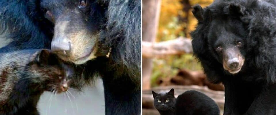 O vínculo de 10 anos entre um gato doméstico e um urso chama atenção
