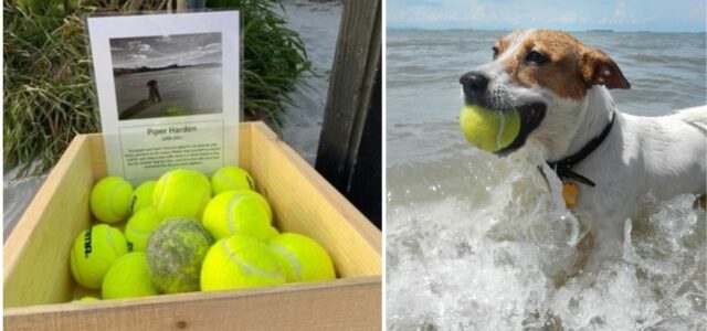 Tutor monta estande de bola de tênis grátis na praia em homenagem ao seu cachorro que faleceu