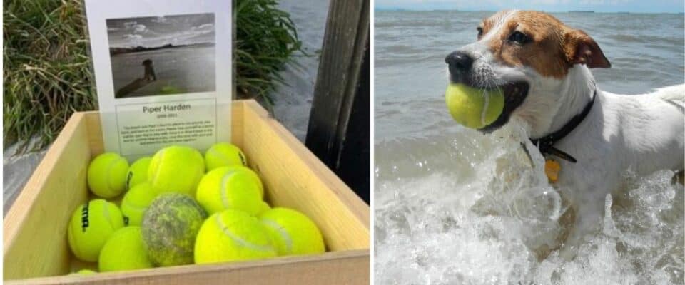 Tutor monta estande de bola de tênis grátis na praia em homenagem ao seu cachorro que faleceu