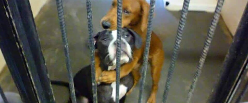 Abraço de cães em abrigo antes da Eutanásia salvam as suas vidas