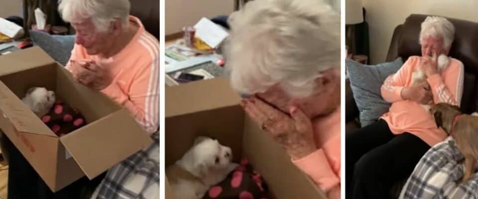 Avó chora depois de ser surpreendida com um novo filhote de cachorro