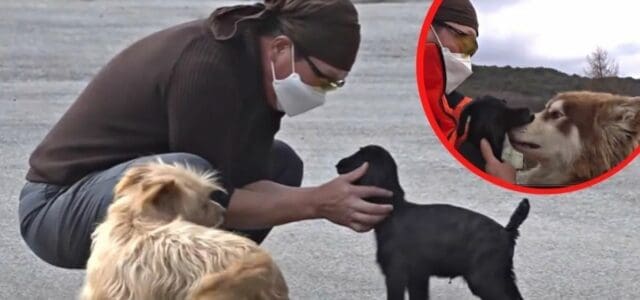 Cabrinha foi rejeitada por sua mãe é adotado por cães de uma família