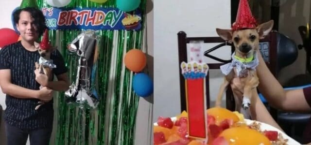 Cachorrinho faz 1 ano e seu tutor faz festa de aniversário