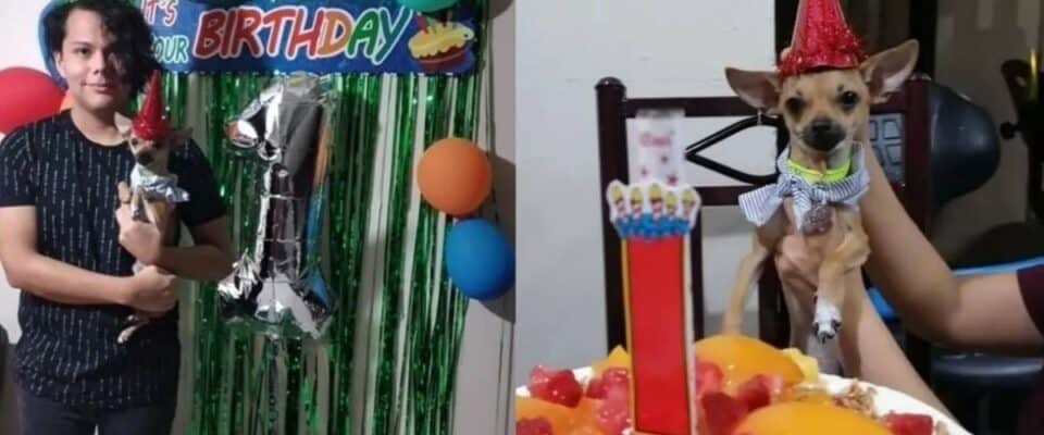 Cachorrinho faz 1 ano e seu tutor faz festa de aniversário