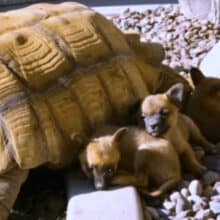 Cachorrinhos abandonados fazem amizade com tartaruga gigante solitária