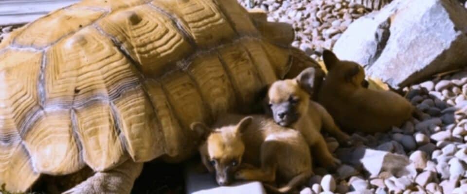 Cachorrinhos abandonados fazem amizade com tartaruga gigante solitária