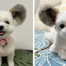 Cachorro com orelhas grandes se parece muito com o Mickey