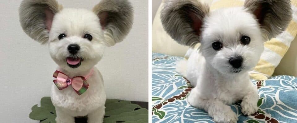 Cachorro com orelhas grandes se parece muito com o Mickey