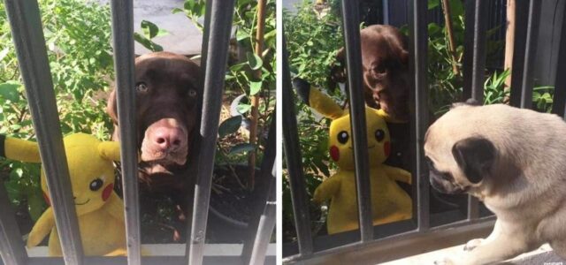 Cachorro leva seu bichinho de pelúcia para flertar sua vizinha