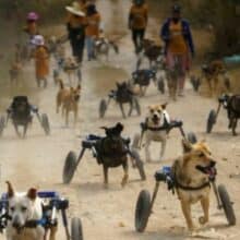 Cães com deficiência ganham cadeiras de rodas e voltam a correr