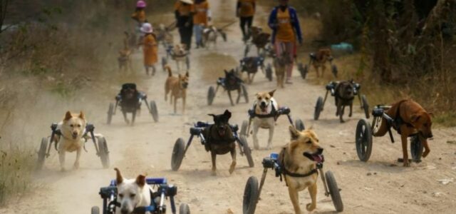 Cães com deficiência ganham cadeiras de rodas e voltam a correr