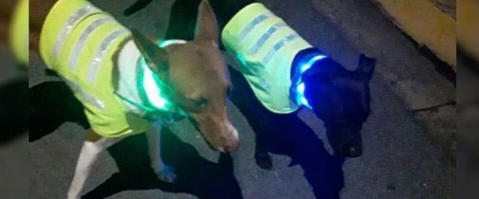 Cães de rua usam coleiras iluminadas para não serem atropelados