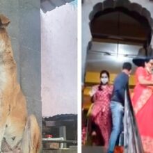 Cão adorável abençoa e dá a pata para devotos no templo de Mumbai