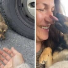 Cão assustado abandonado na estrada fica feliz nos braços do socorrista