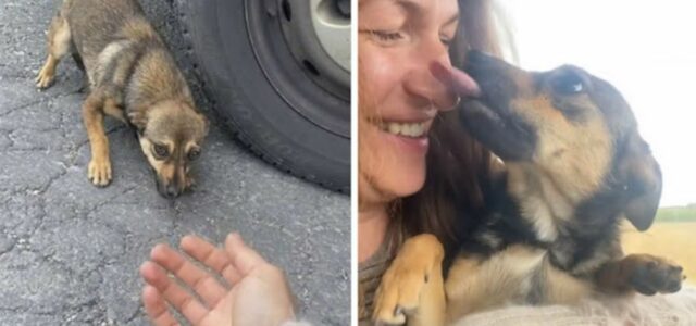 Cão assustado abandonado na estrada fica feliz nos braços do socorrista