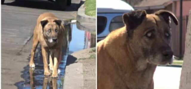 Cão cego viveu 10 anos sozinho antes de ser resgatado