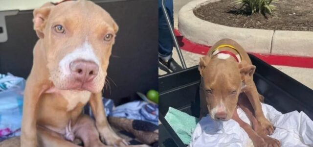 Cão com necessidades especiais é abandonado por alguém sem coração