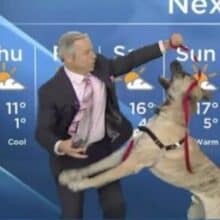 Cão de abrigo hilariante rouba a cena durante a previsão do tempo ao vivo