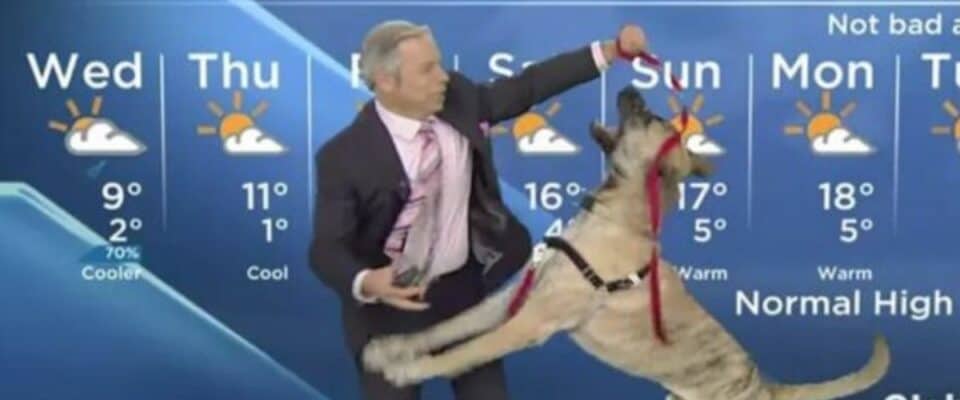 Cão de abrigo hilariante rouba a cena durante a previsão do tempo ao vivo