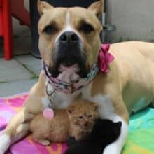 Cão de resgate se torna nova mãe para filhotes de gatos órfãos
