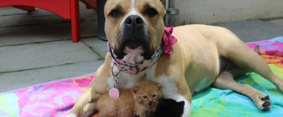 Cão de resgate se torna nova mãe para filhotes de gatos órfãos