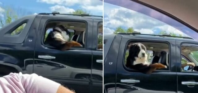 Cão é visto sentado no banco de trás de um carro como um ser humano