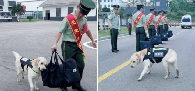 Cão não quer se despedir de seu treinador aposentado e morde sua mala